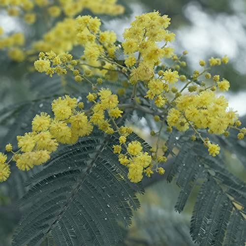 Acacia Dealbata Seeds Silver Wattle Fast Growing Evergreen Tree Ornamental Plant Showy Yellow Flowers Gardens Patios Outdoor 3Pcs Tree Seeds By Yegaol Garden #TOP5