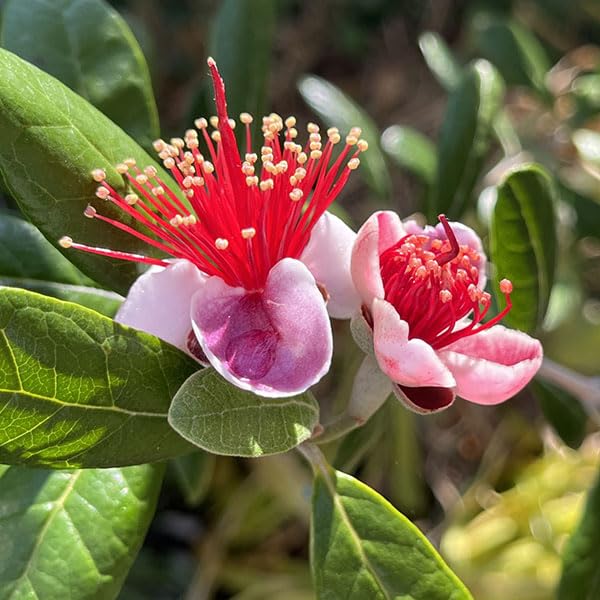 Amazon.co.jp: フェイジョア：クーリッジ樹高1.2m根巻き [大実の豊産種