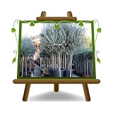 pianta ulivo bonsai prezzo 📦 CONTENUTO DELL'ACQUISTO: 1 Olivo Leccio del Corno pianta vera Italiana 🇮🇹 su vaso da 22 cm età 4 anni altezza 160-180 cm. L’Altezza della Pianta può variare a seconda delle Stagioni, della Potatura e Manutenzione della stessa.