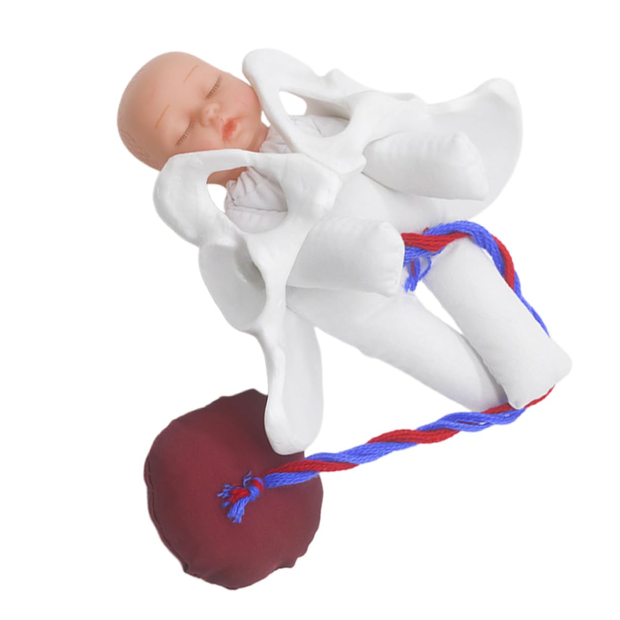 GALPADA Modelo de Pelvis de Parto para Enseñar Anatomía Pélvica Femenina Simulador del Proceso de Parto para Educación Prenatal Herramienta de Demostración para Aula