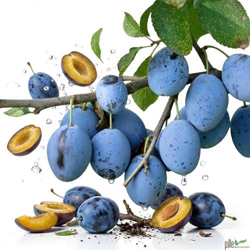 Hauszwetsche Pflaumenbaum - kleinbleibend | Selbstfruchtbar & Ertragreich | Bauernpflaume für den Hausgarten