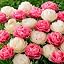 White & Pink Tulips Mix