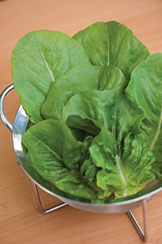 Burpee Little Caesar Lettuce Seeds 700 Seeds #TOP3