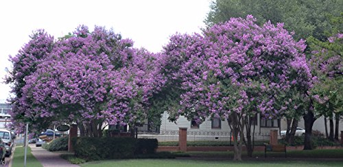 4 Pack Muskogee (Lavender) Crape Myrtle Trees - 4 Live Plants - Quart Containers - Thumbnail 4