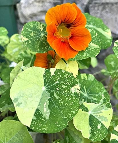 Miniatura 4 de Nasturtium Alaska Mix - Semillas de flores para plantar, más de 50 semillas por paquete, semillas de jardín de Isla (semillas de jardín de Isla),