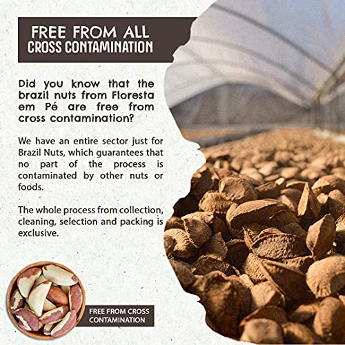 The True Organic Premium Brazil Nuts - 6 PACK (4.4oz each) - Raw, Sustainably Harvested, Certified Organic, Handpicked, Fresh, Whole, Jumbo Size, Unsalted - Non-Gmo, Keto Friendly, Vegan, Kosher - Thumbnail 2