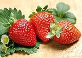 200pcs Giant Strawberry Seeds, Sweet Red Strawberry Garden Strawberry Fruit Seeds, for Garden Planti