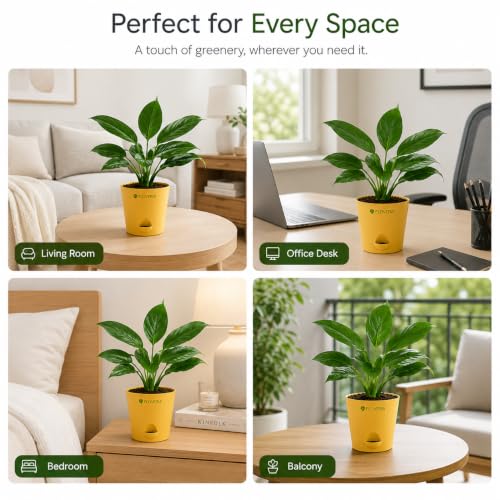 Image of Lily Plant Live Indoor | Peace Lily Air Purifying Plant | Live Indoor House Plant for Home, Office & Bedroom | Easy Care Decorative Green Plant in Nursery Pot | Natural Home Decor Gift