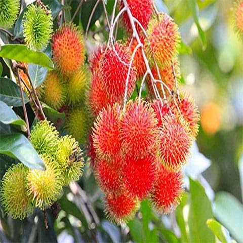 SANJU Rare seedling Rambutan " N-18" Hybrid Variety (Rambutan Fruit Plant) Outdoor Plants (B0CN2L39ZP) Amazon Price History, Amazon Price Tracker