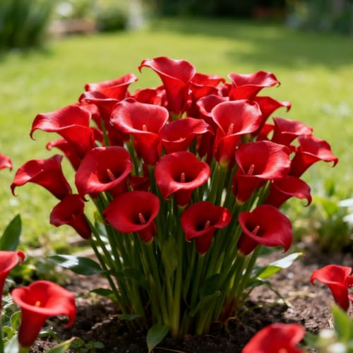 Calla Lily, rizomi di calla resistenti, rizomi perenni da giardino, piantagioni di calla lily rari da giardino-j-4 rizomi