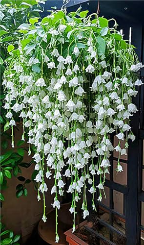 Lily of The Valley Bulbs UK Lily of The Valley Plants for Garden Potted-Plants-Rhizome Excellent Display-3bulbs-m
