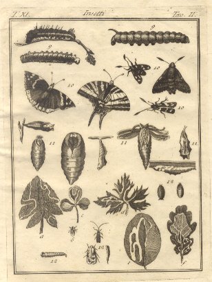 Insetti, tav. II. Tratta dal Dizionario Universale...