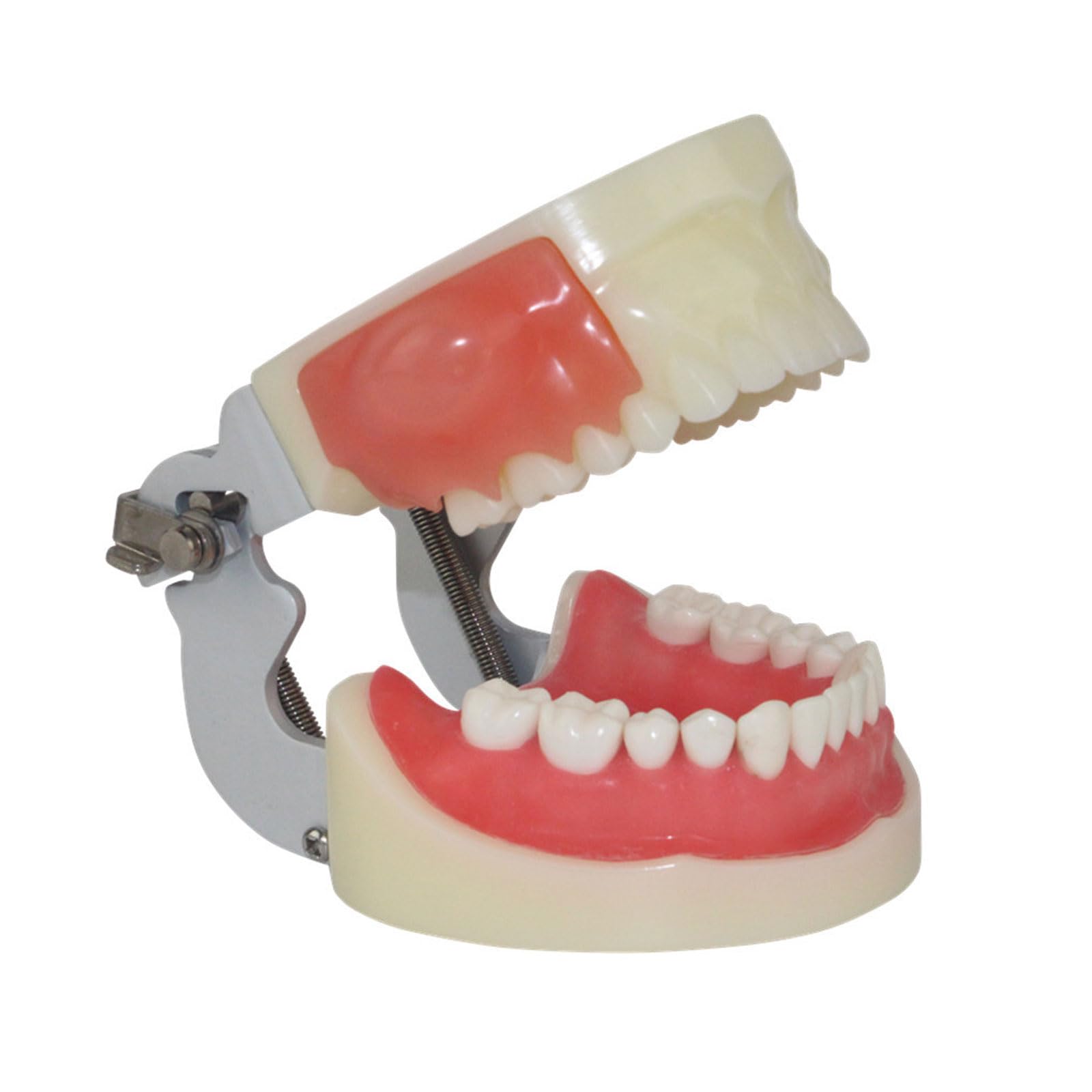 Modello di Denti per Studio Dentistico Modello per Studenti di Tecnica Dentale Formazione Studio della Odontoiatria Modello Typodont con Dente Rimuovibile