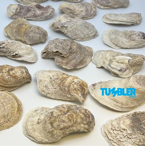Oyster Shells for Crafts, 4\"- 5\" Large Oyster Shells, 20PCS Bulk Bag for DIY Crafting, Decoupage, Christmas Ornaments, Wreaths, Weddings, Beach Decor Arts & Crafts. Farmed in USA