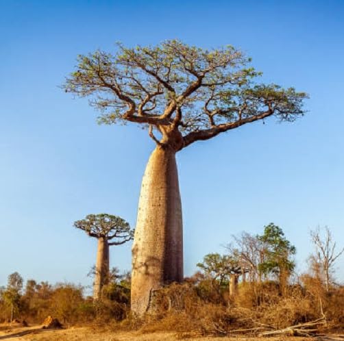 Fresh 30Pcs Green Baobab Tree Seeds