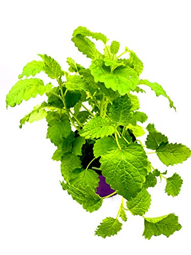 Zitronenmelisse Melissa officinalis Kräuterpflanze 2Pfanzen