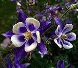 Blue Columbine Seed Pack
