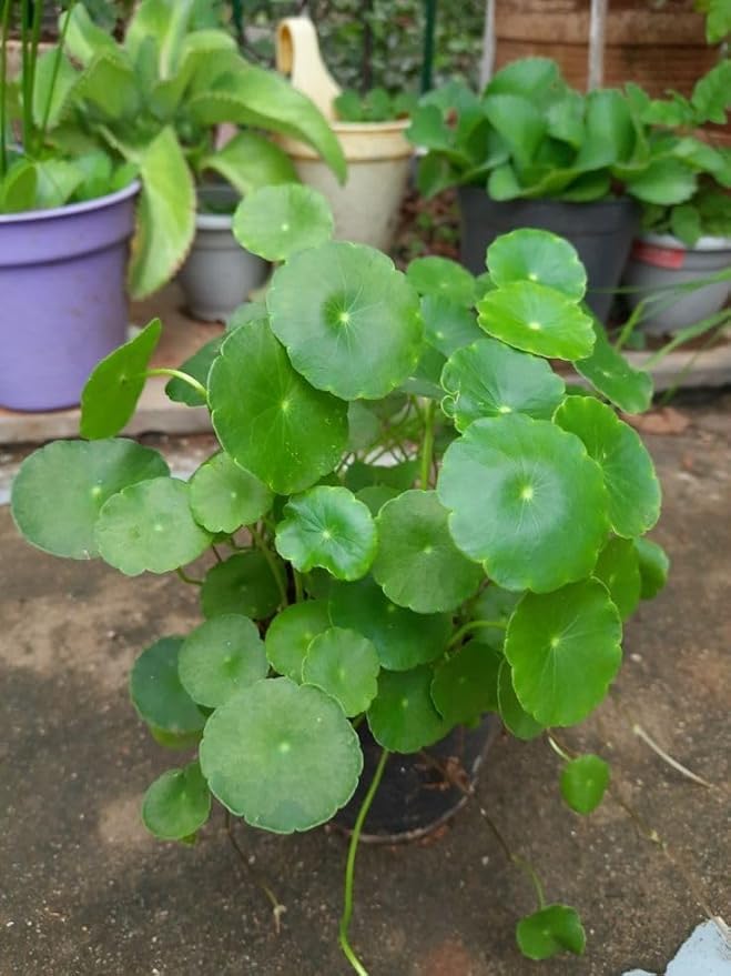 Elegant Coin Plant (Pilea peperomioides/Chinese Money Tree) Natural | Increases Surrounding Oxygen Levels Providing Freshness to Office Cabins (1 Live Healthy Plant With Extra Vine)-image-45