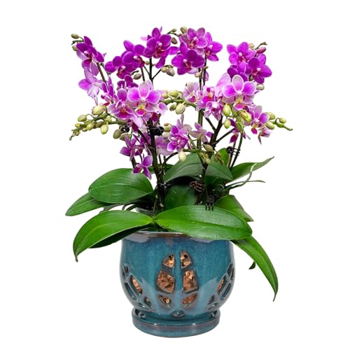 W&W Orchid Pot with Holes and Saucer for Repotting, Teal, 6.5"