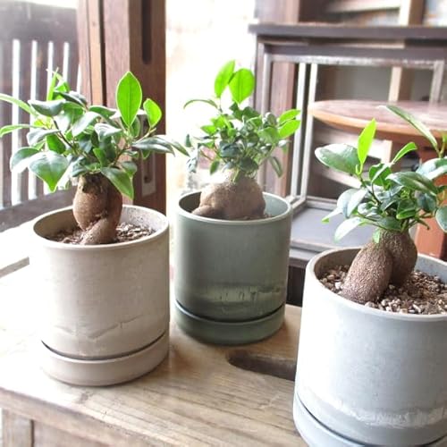 ガジュマル 多幸の木 鉢色選べる シリンドリカルポット 3.5号鉢サイズ 鉢植え ミニ観葉 キジムナー 薫る花 観葉植物 おしゃれ インテリアグリーン 誕生日プレゼント (トープ)