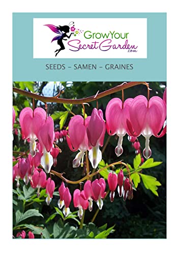 Coeur de Marie Rose - Dicentra spectabilis 10 Graines, plante vivace, couvre-sol Cover