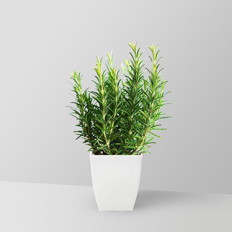 See full amazon price history chart for EverSneh Real Live Aromatic,Organic, Medicinal, Perennial Herb | Live Plant for your Home Terrace and Kitchen Garden With White Pot Given EverSneh Real Live Aromatic,Organic, Medicinal, Perennial Herb | Live Plant for your Home Terrace and Kitchen Garden With White Pot Given (B0CDWZQ742) Amazon Price History, Amazon Price Tracker