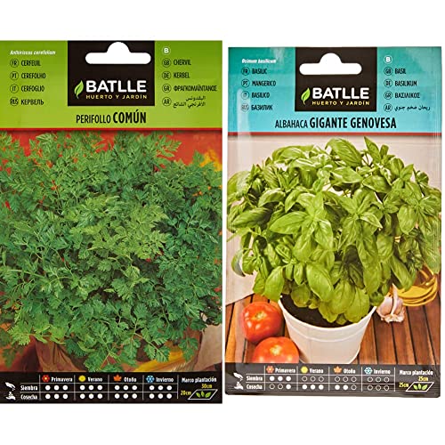 Perifollo Común, semillas para plantar & Albahaca GIGANTE Genovesa, Color Verde