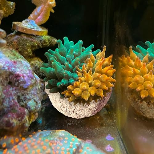 KFPSHLQE Anemone Nest,Fish Tank Decorations,Saltwater Aquarium Accessories,Aquarium Decor,Anemone...