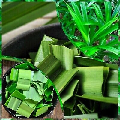 30g Ceylon Dried Pandan/Rampe Leaves/Dried Pandanus amaryllifolius Leaf