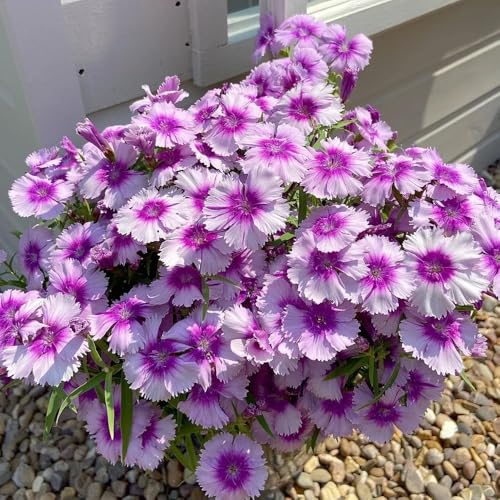 semi di chiodi di garofano perenni regali da giardino aiuole rialzate rocciose 600pcs