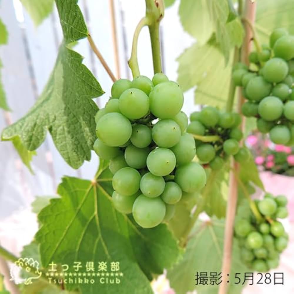 taka様！現品、ブドウの苗木※紅伊豆、デラウェア、安芸クイーンの