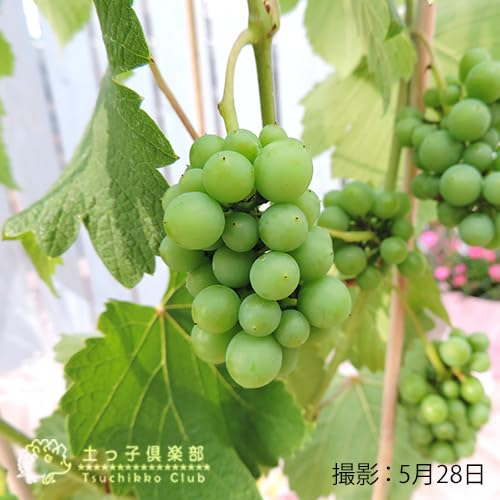 DUTCHWARE デラウェア（3個セット） Amazon.co.jp: ブドウ『 デラウェア 』 (《実付き》ぶどう