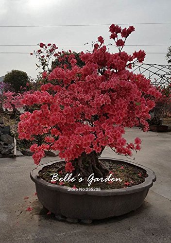 Variétés de graines d'azalée Belle plante à fleurs Jardin à domicile Graines de fleurs en pot Graines de bonsaï d'intérieur Paquet de 500 graines
