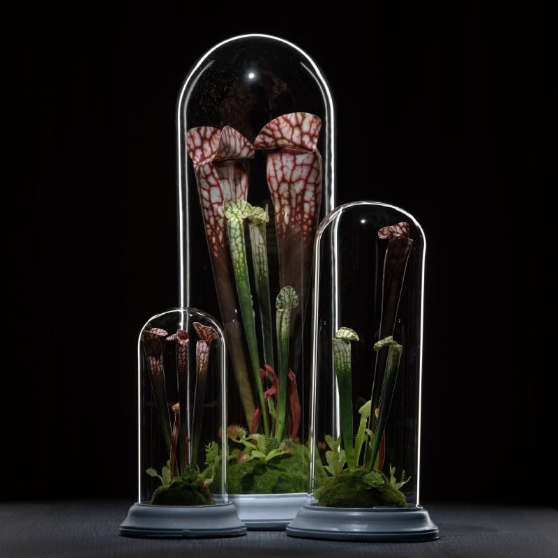 Plante carnivore artificielle sous cloche de verre de 38 cm