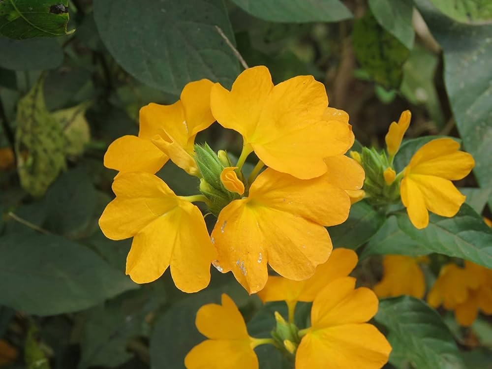 Anuraj farms Crossandra, Crossandra infundibuliformis,firecracker flower, priyadarsha, Kanakambaram, kanakambara orange colour Live Plant (Yellow) (B0BSLD9YT2) Amazon Price History, Amazon Price Tracker