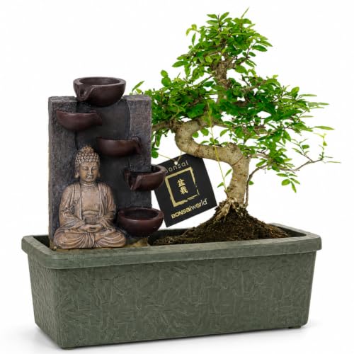 vdvelde.com - Bonsai Starterset mit Buddha Zimmerbrunnen, Baum...