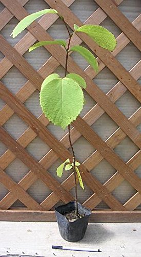 Amazon | 白雲木 ハクウンボク | 植木