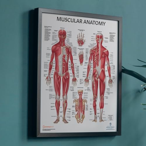Image of 16 PACK Human Anatomy Poster Set, LAMINATED, Anatomy and Physiology, 17.3 x 22.5 Inches, Organ and Body System Diagrams, Anatomical Charts for Education Learning and Students