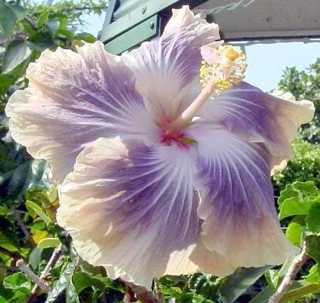 sanjay garden plant Kifayati Hibiscus Rosa Healthy Live Flower Plant Best Pot Indoor Flower Plant (B07WF6YNYW) Amazon Price History, Amazon Price Tracker