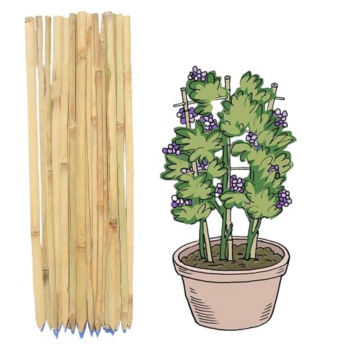 MNSS 27 Inch Bamboo Sticks Plank for Plants Support - 2 Feet 3 Inch (70cm Set of 20 Piece) (B09YLQ1ZT9) Amazon Price History, Amazon Price Tracker