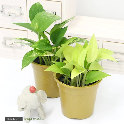Amazon.co.jp: （観葉植物）ポトス 品種おまかせ 3号（3ポット
