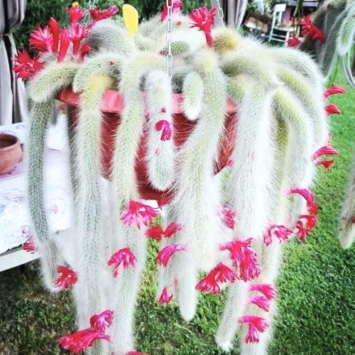 Monkey Tail Cactus Live Plant, 6-8 Inch Rare Trailing Cactus