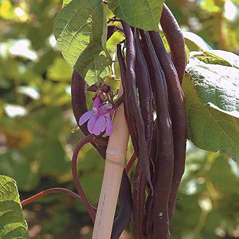 Thompson and Morgan Climbing Bean ‘Blauhilde’ Seeds Cover