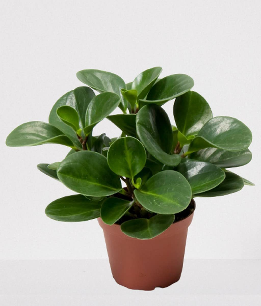 OhhSome Peperomia Obtusifolia, Green By Grow Greens Air Purifier Plants Indoor Live For Home Decoration (Healthy Plant) (B09QT3MZ46) Amazon Price History, Amazon Price Tracker