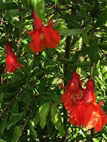Miniatura 3 de Árbol de granadaPlantPlantas vivas Rojo Grande (Punica Granatum) Maravillosos árboles