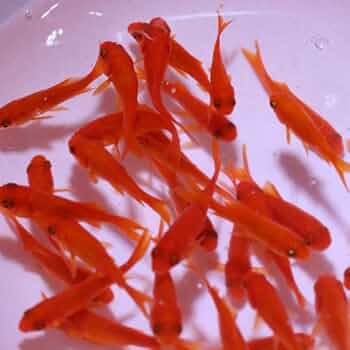 えさきんぐ様 51juxlyO7UL._AC_UF350,