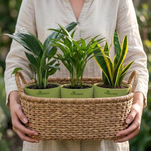 Image of Peace Lily, Areca Palm & Snake Plant Live Indoor 3-Plant Combo in 4-Inch Self-Watering Matte Green Pots | Easy-Care, Air-Purifying Houseplants for Home, Office & Bedroom Decor