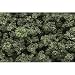 Produktbild Olive Green Bushes Clump-Foliage (32 oz. Shaker) Woodland Scenics
