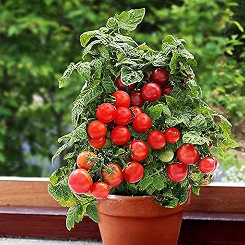 AchidistviQ 30Pcs Potted Dwarf Tomato Plant Seeds Bonsai Tomato Seeds Mini Potted Cherry Tomatoes Juicy Fruit Vegetable Seeds Rare Tomato Seeds Cover