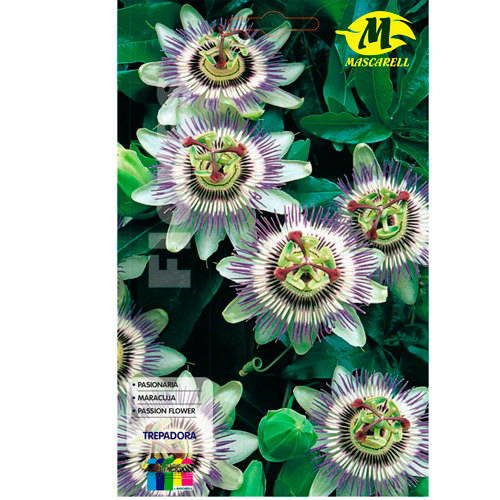 Pasionaria Trepadora 12x19 cm Mascarell Semillas